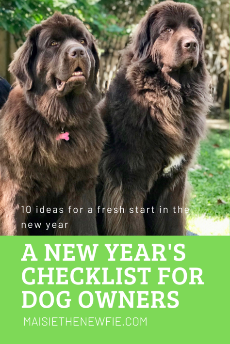 A New Year's checklist for dog owners